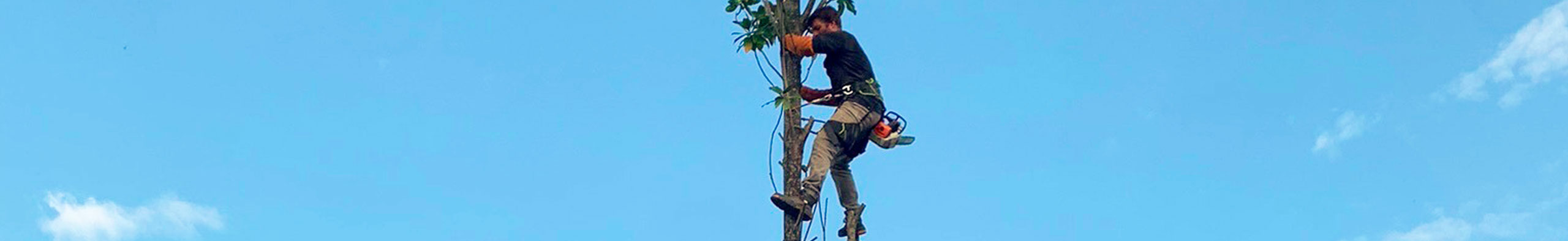 Élagage & abattage d'arbres à Toulouse et ses environs